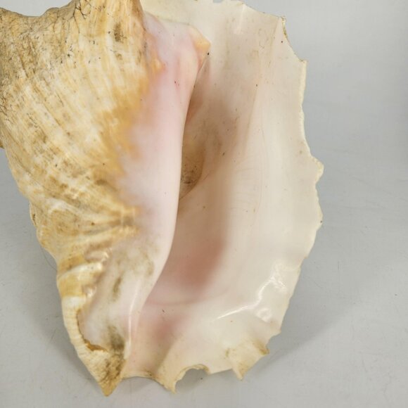Large Natural Pink Queen Conch Sea Shell Coastal Beach Nautical Decor Tiki 7"x5" - Picture 2 of 13